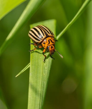 Pesticides