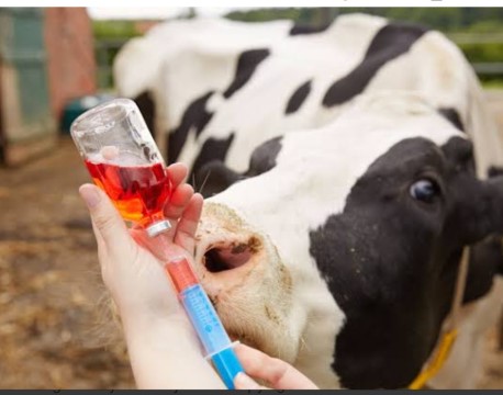 Veterinary medicines